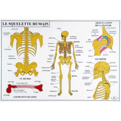 l'anatomie du squelette humain